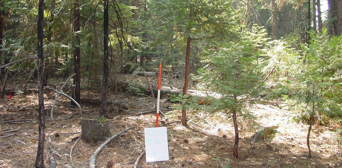 A photo of a section of a conifer forest. The forest floor is covered in dead sticks and debris, and small trees and vegetation