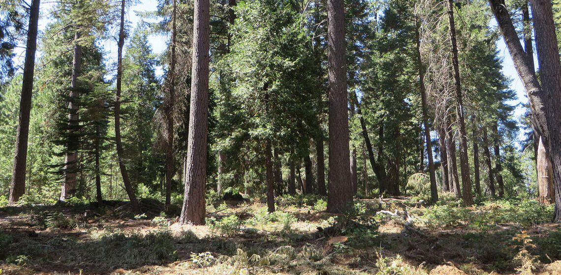 A photo of a portion of a conifer forest. The forest floor is relatively clear of debris and it is easy to see through the trees