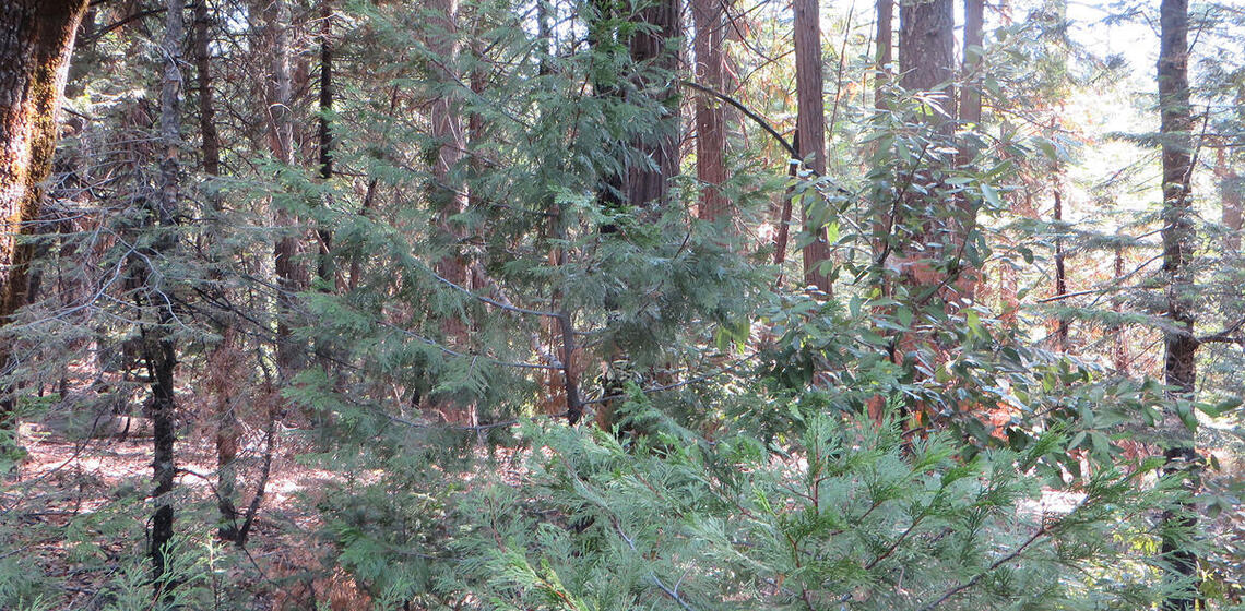 A photo of a section of a conifer forest. The forest floor is covered in dead sticks and debris, and small trees and vegetation
