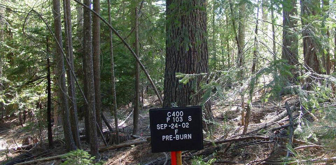 A photo of a section of a conifer forest. The forest floor is covered in dead sticks and debris, and small trees and vegetation