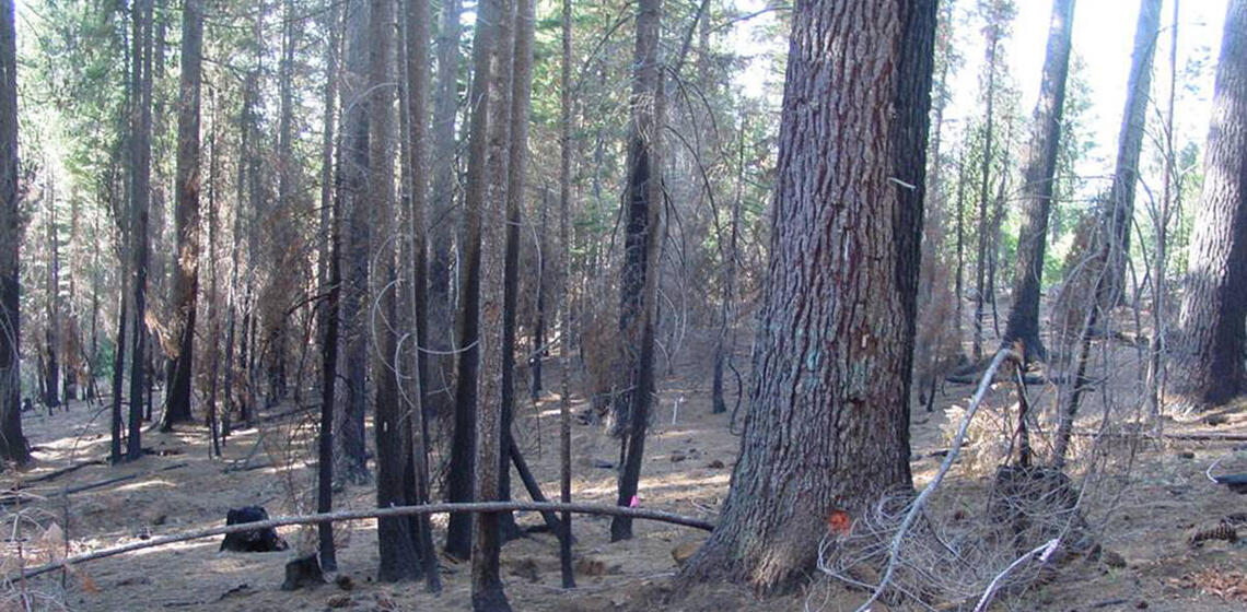 A photo of a section of a conifer forest that has recently been burned with prescribed fire. The forest floor is clear of dead s