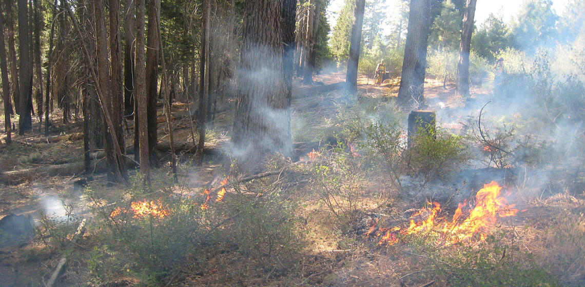 A photo of a prescribed burn in a conifer forest. The fire is burning through small bushes on the forest floor. Blodgett’s compa