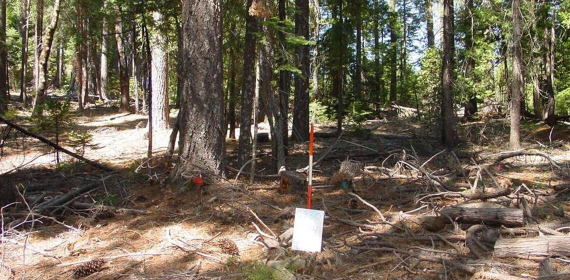 A photo of a section of a conifer forest. The forest floor is covered in dead sticks and debris, and small trees and vegetation