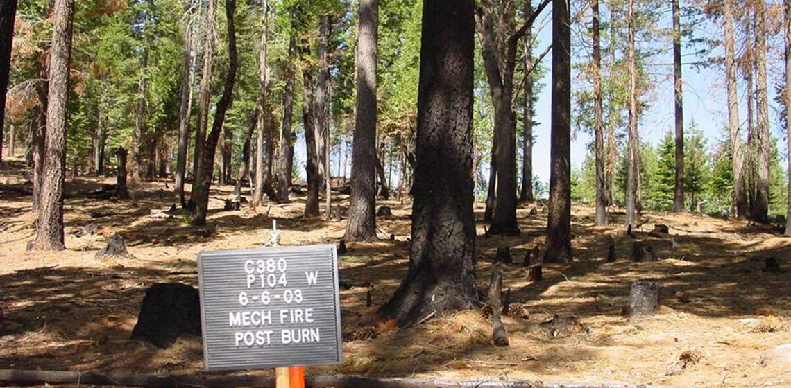 A photo of a section of a conifer forest. The forest floor is clear of dead sticks and debris.