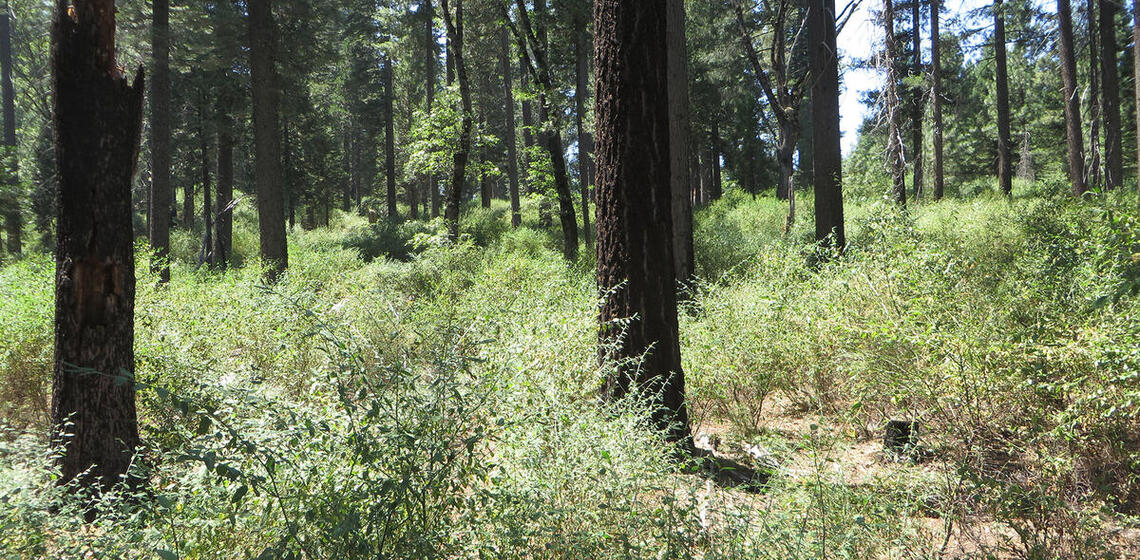 A photo of a section of a conifer forest on a sunny day. The forest floor covered in small green bushes, a few feet high.