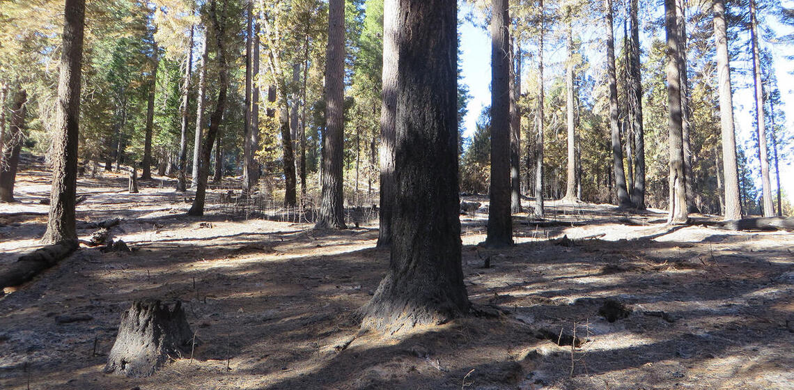 A photo of a section of a conifer forest. The forest floor is clear of dead sticks and debris. Blacked scorch marks extend from