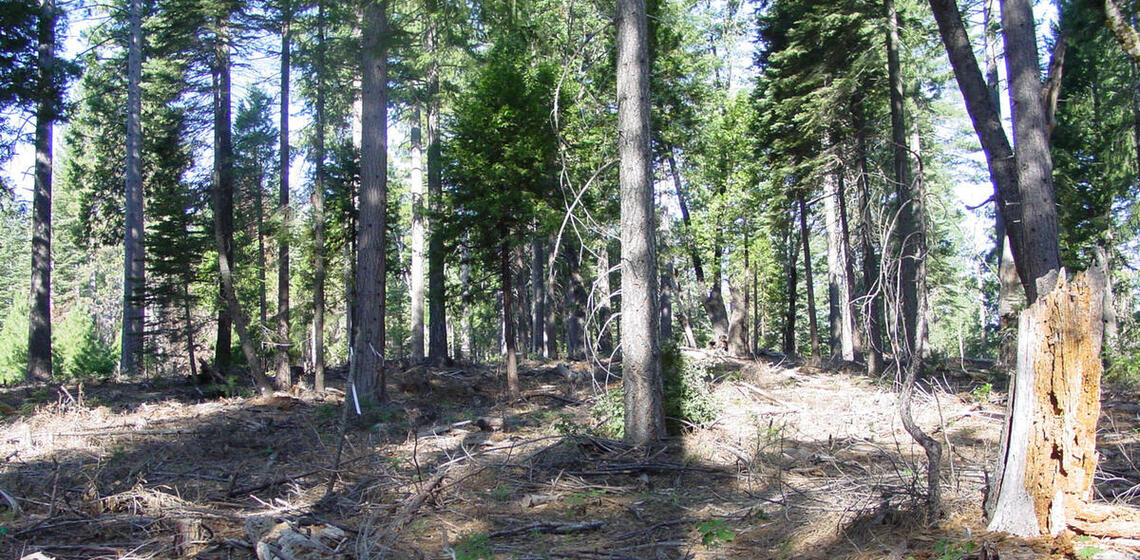 A photo of a section of a conifer forest. Larger trees are still standing but some of the smaller trees have been removed.