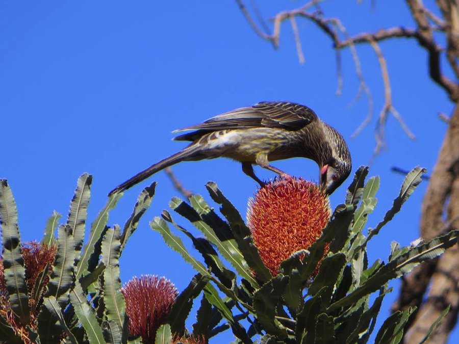  wattlebird by scott stephens