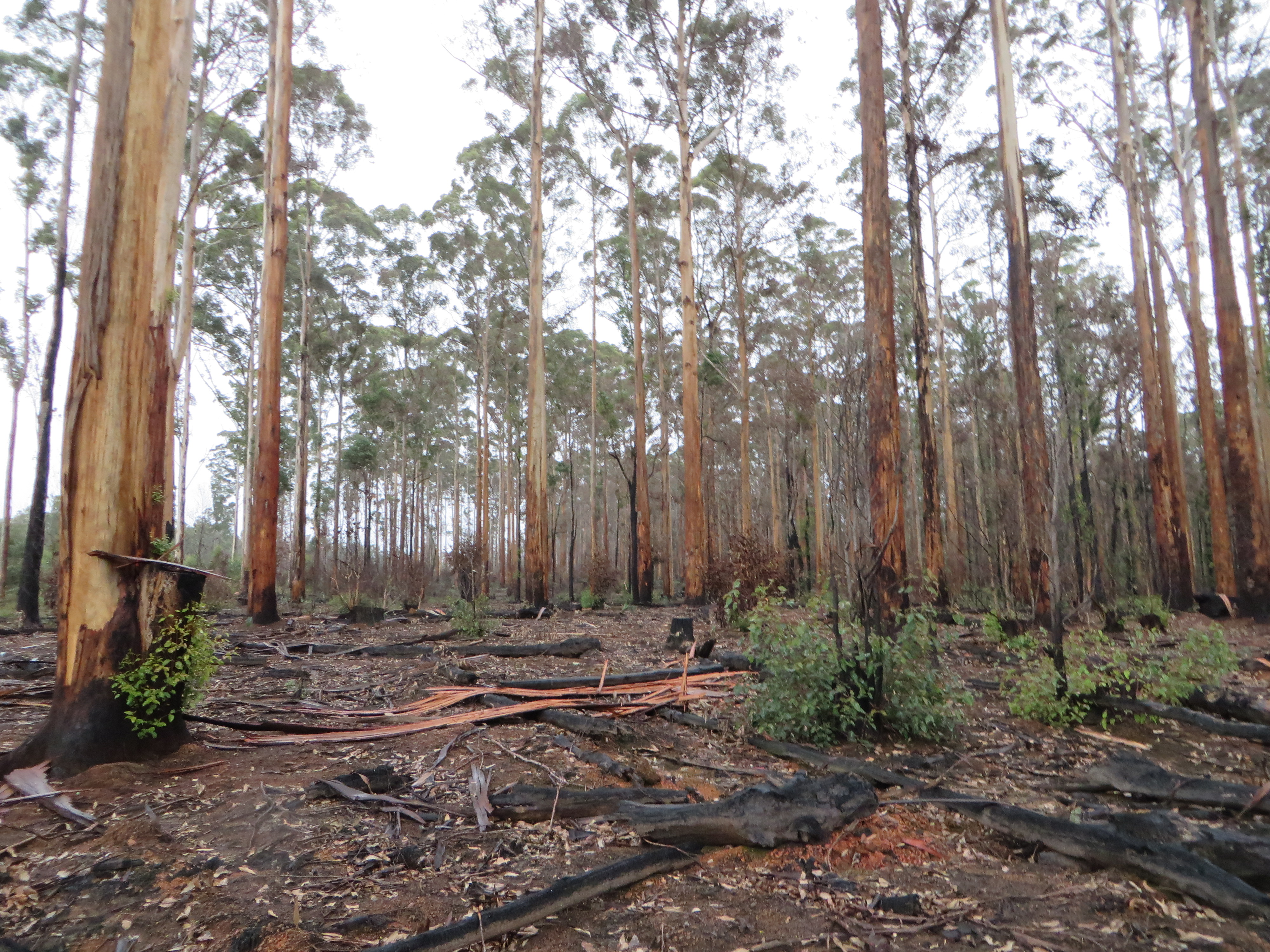 thinned and burned Karri forest by Scott Stephens
