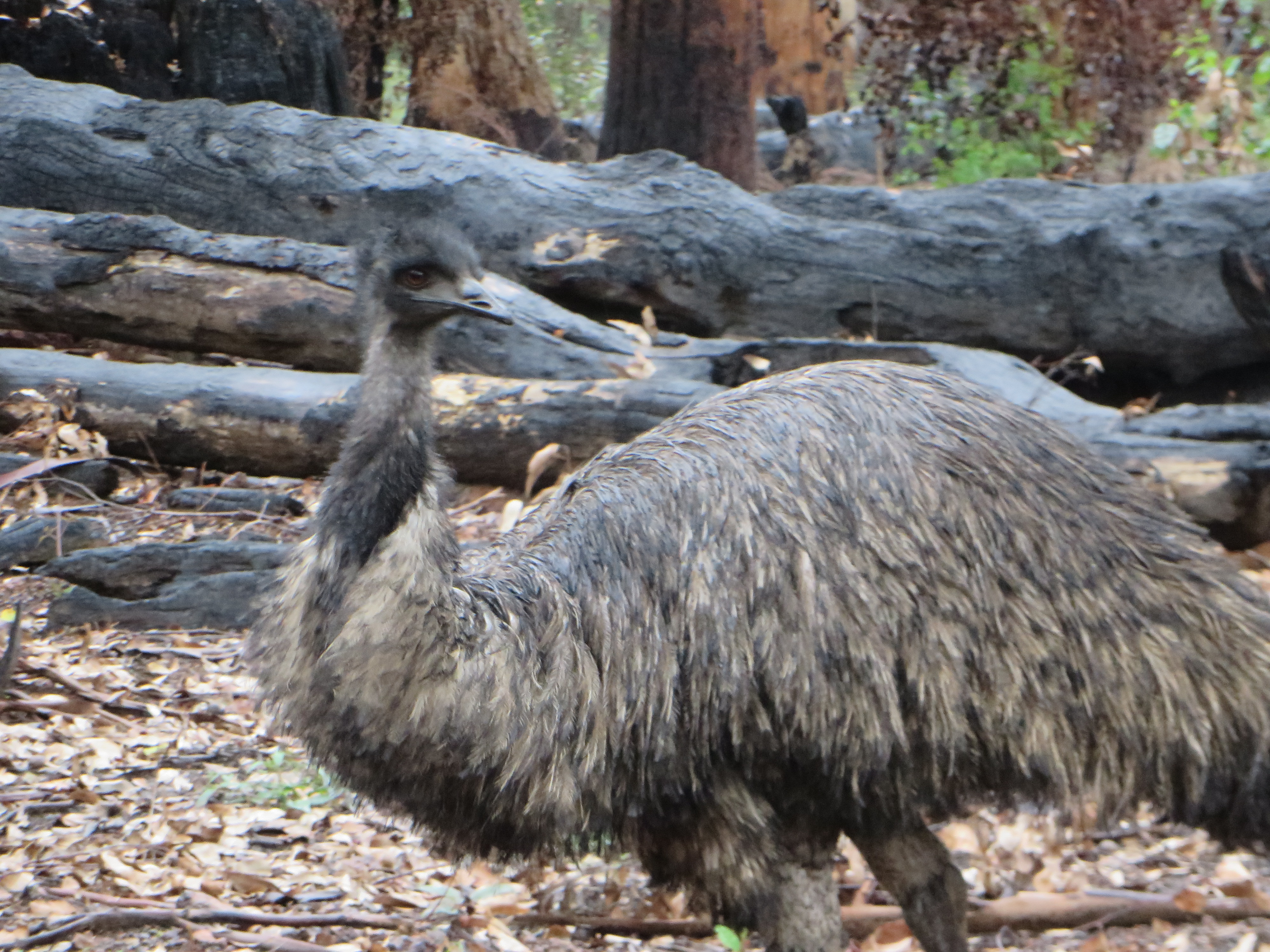   Emu in thinned and burned Kari forest by Scott Stephens