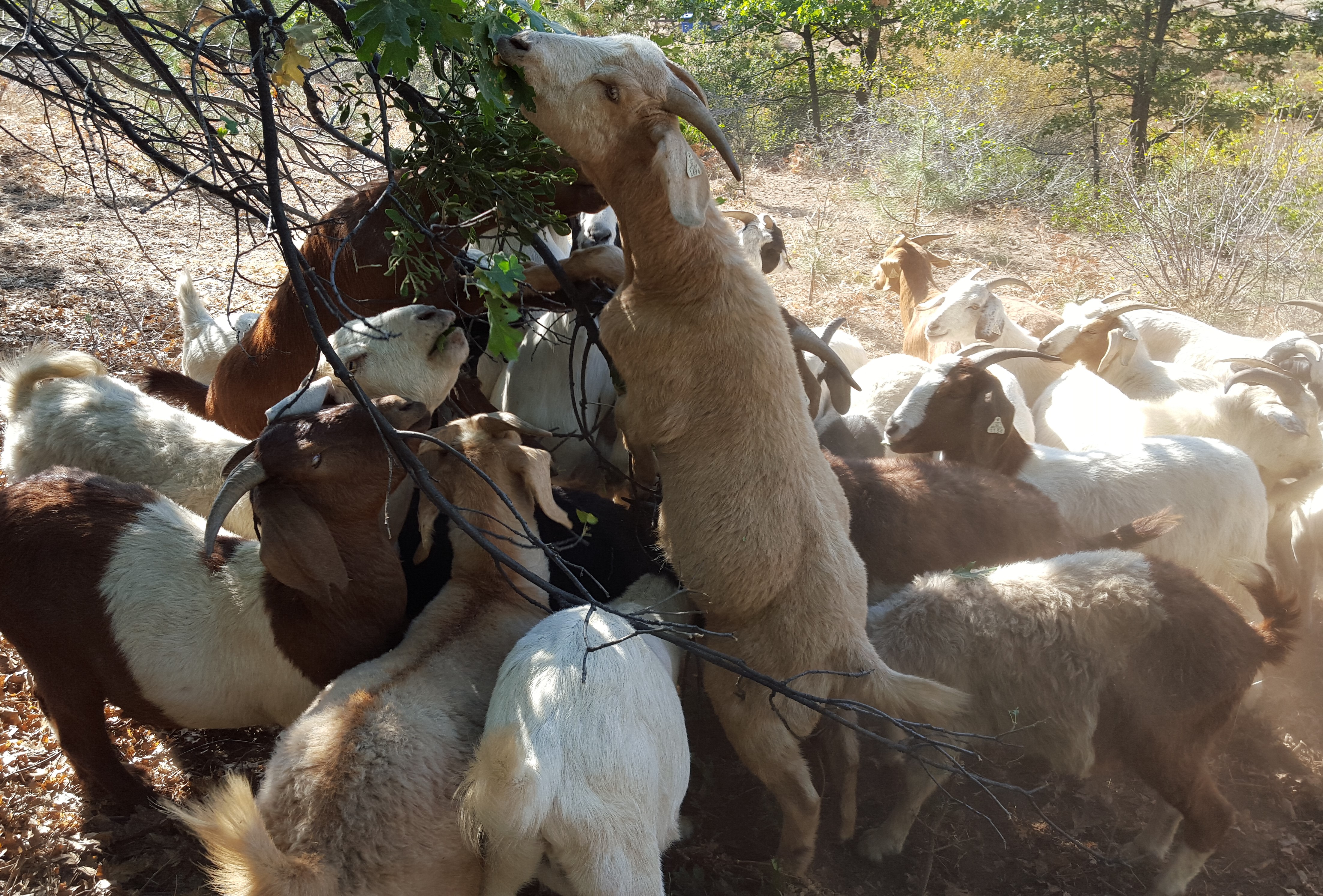[news image] Goats by Ricky Satomi