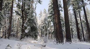 snow forest