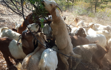 [news image] Goats by Ricky Satomi