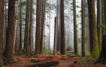 A photo of a forest of redwood trees.